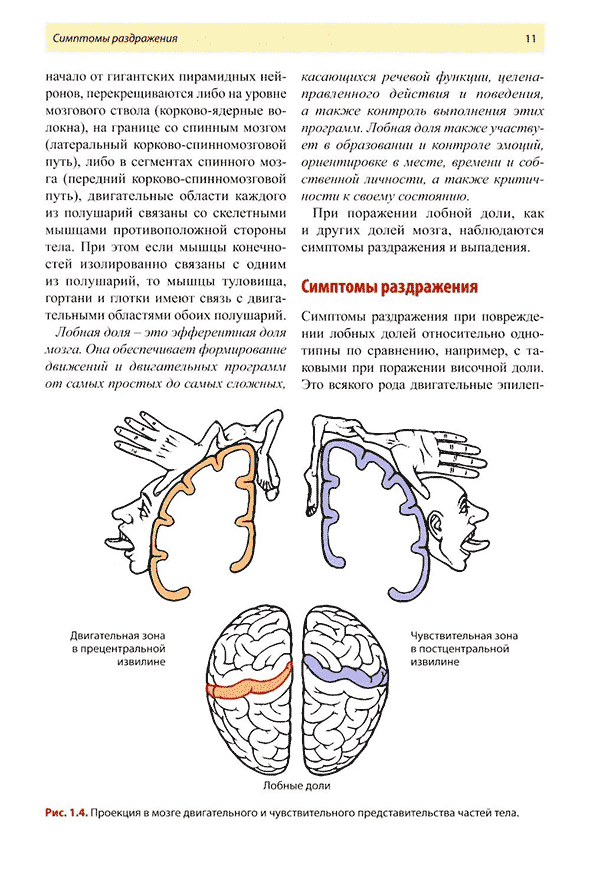 Проекция в мозге двигательного и чувствительного представительства частей тела.