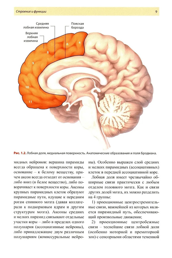 Лобная доля, медиальная поверхность. Анатомические образования и поля Бродмана.