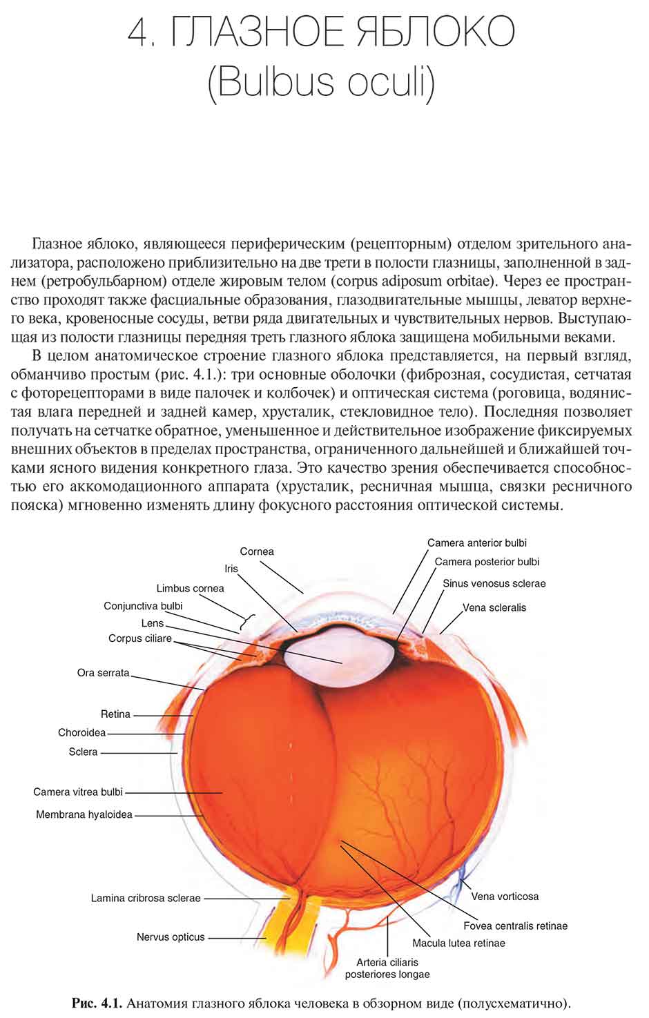 Рис. 4.1. Анатомия глазного яблока человека в обзорном виде (полусхематично)
