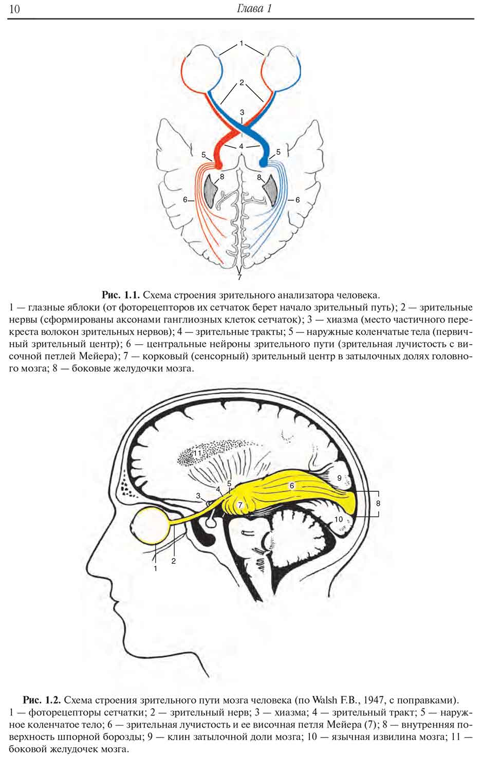 Рис. 1.2. Схема строения зрительного пути мозга человека