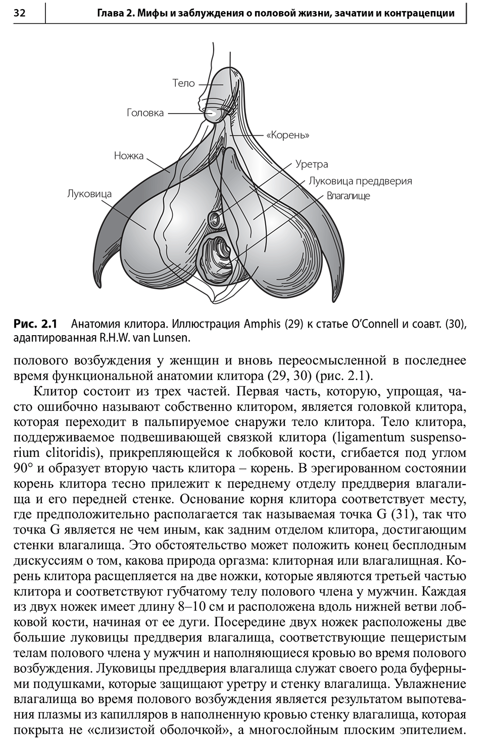 Анатомия клитора.