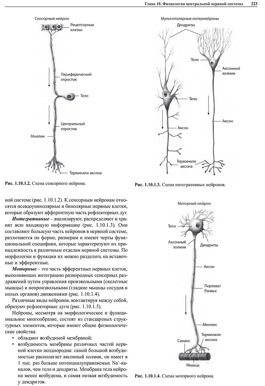 Рис. 1.10.1.2. Схема сенсорного нейрона.
