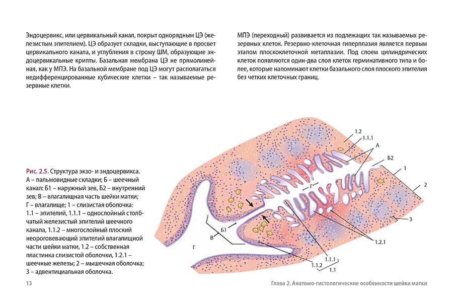 Глава 2. Анатомо гистологические особенности шейки матки