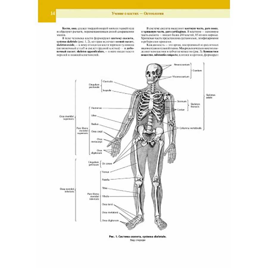 Примеры страниц из книги "Атлас анатомии человека в 3-х томах". Том 1 