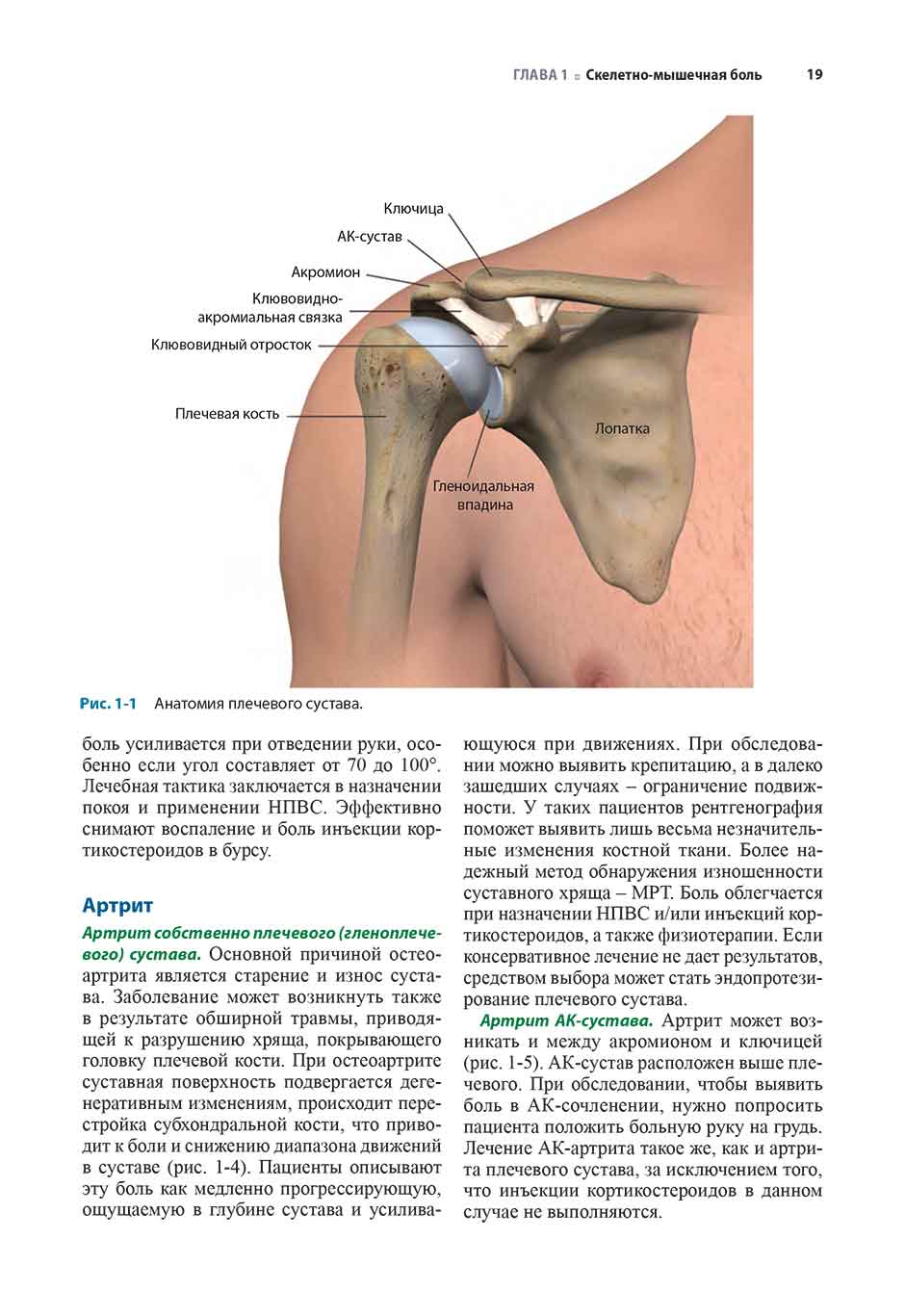 Рис. 1 -1 Анатомия плечевого сустава.