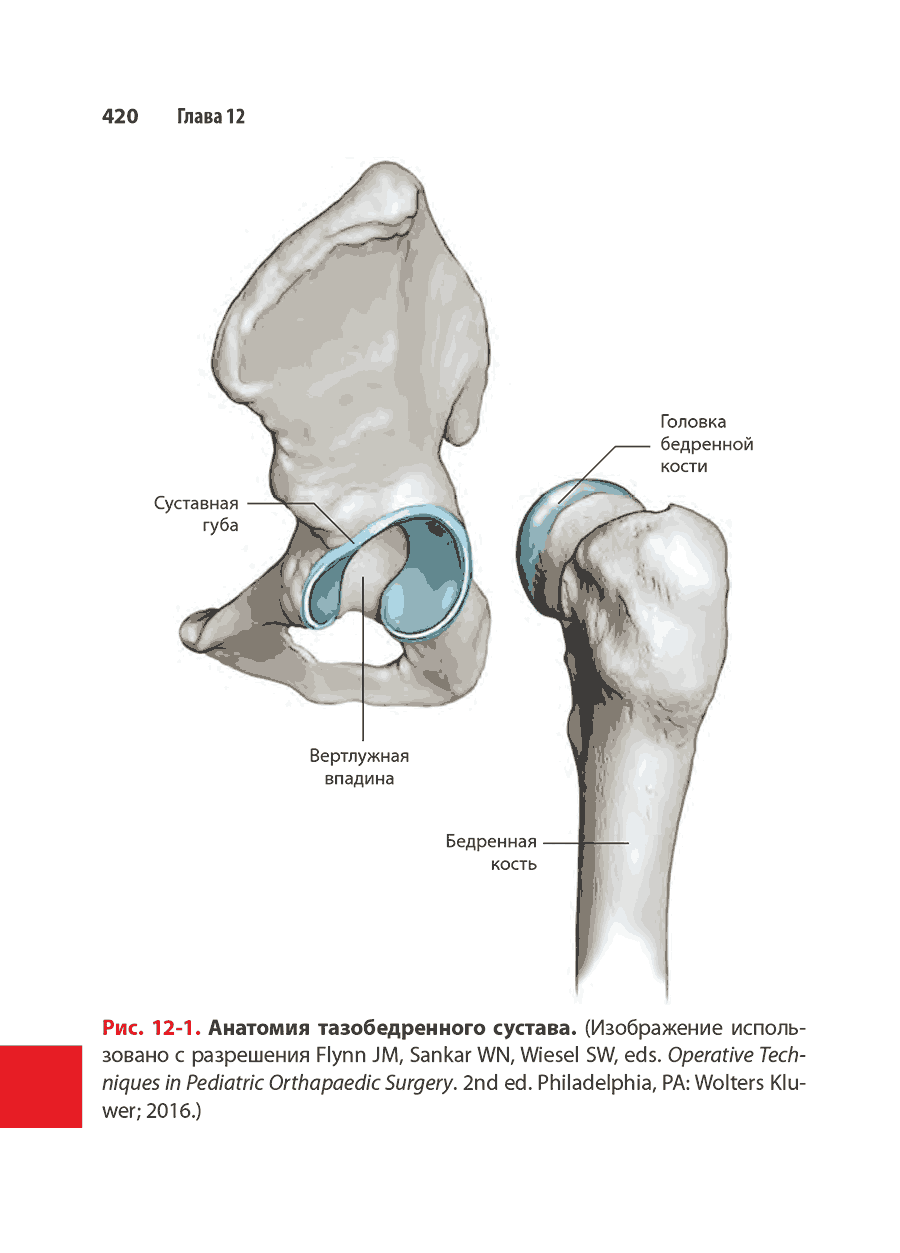 Рис. 12-1. Анатомия тазобедренного сустава.