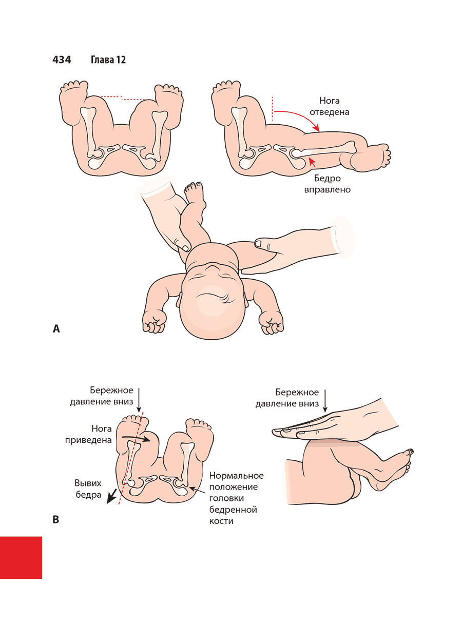Пример страницы из книги "Справочник по ультразвуковому исследованию органов брюшной полости. Ультразвуковая анатомия и протоколы исследований"