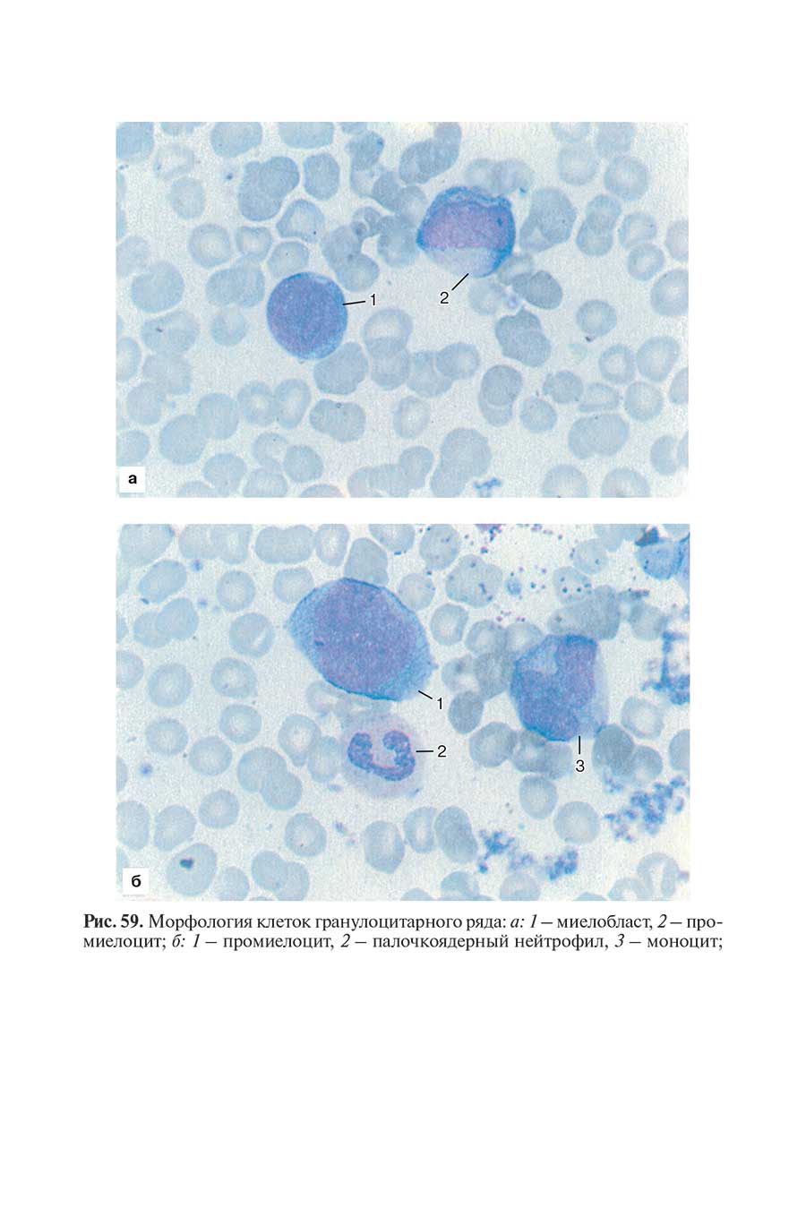 Рис. 59. Морфология клеток гранулоцитарного ряда