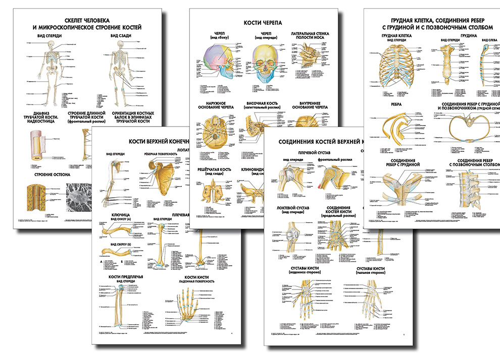 Анатомические плакаты комплект из 5 шт. (кости и их соединения) по Сапину (покрытие глянцевое) Размер 65 см х 95 см Комплект 1 5 штук Автор: М. Р. Сапин Анатомические плакаты комплект из 5 шт. (кости и их соединения) по Сапину (покрытие глянцевое) Размер 65 см х 95 см Комплект 1 5 штук Автор: М. Р. Сапин