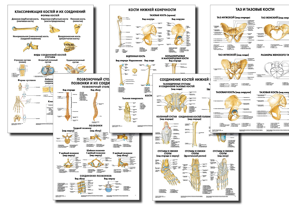 Анатомические плакаты комплект из 5 шт. (строение костей и их соединений как в целом, так и применительно к позвоночнику и нижним конечностям) по Сапину (покрытие глянцевое) Анатомические плакаты комплект из 5 шт. (строение костей и их соединений как в целом, так и применительно к позвоночнику и нижним конечностям) по Сапину (покрытие глянцевое)