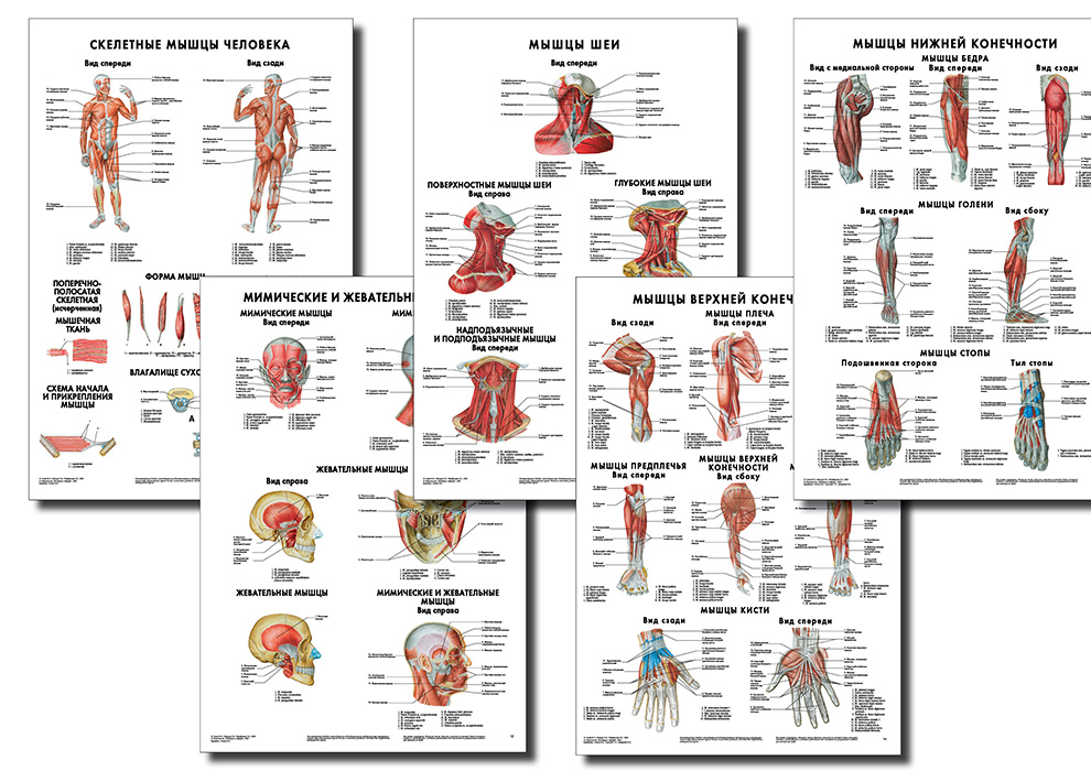 Анатомические плакаты комплект из 5 шт. (строение мышц и их вспомогательного аппарата в целом, так и анатомия мышц головы, шеи, верхних и нижних конечностей) по Сапину (покрытие глянцевое) Размер 65 см х 95 см Комплект 3 5 штук Автор: М. Р. Сапин Анатомические плакаты комплект из 5 шт. (строение мышц и их вспомогательного аппарата в целом, так и анатомия мышц головы, шеи, верхних и нижних конечностей) по Сапину (покрытие глянцевое) Размер 65 см х 95 см Комплект 3 5 штук Автор: М. Р. Сапин