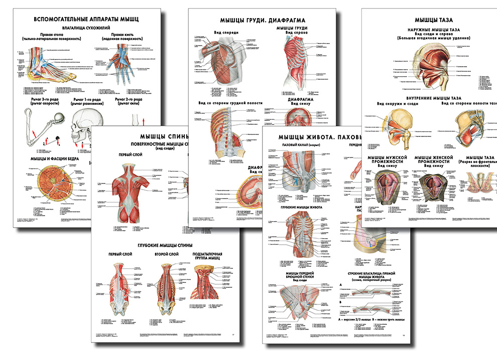 Анатомические плакаты комплект из 5 шт. (сухожильные влагалища, фасции), а также мышцам туловища (мышцам груди, спины, живота, таза, диафрагме) по Сапину (покрытие глянцевое) Анатомические плакаты комплект из 5 шт. (сухожильные влагалища, фасции), а также мышцам туловища (мышцам груди, спины, живота, таза, диафрагме) по Сапину (покрытие глянцевое)