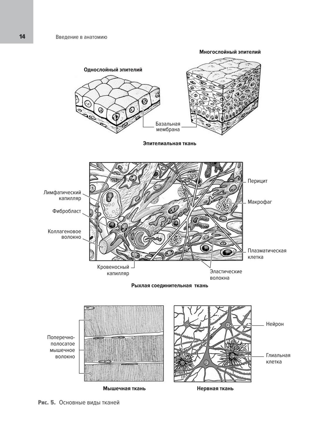 Основные виды тканей