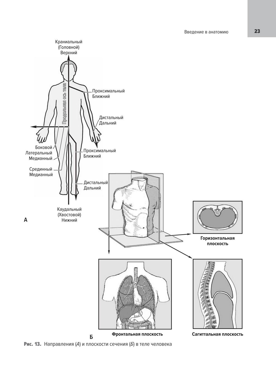 Направления (А) и плоскости сечения (Б) в теле человека