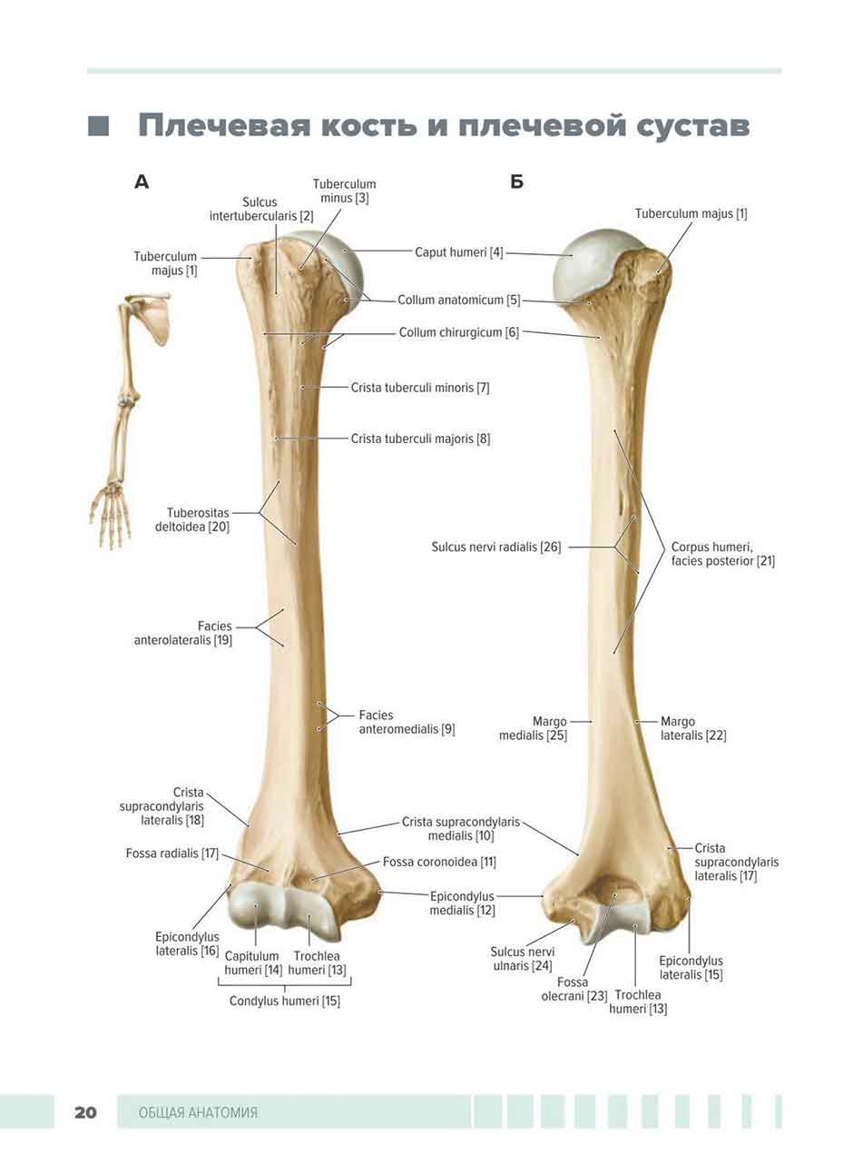 Плечевая кость и плечевой сустав
