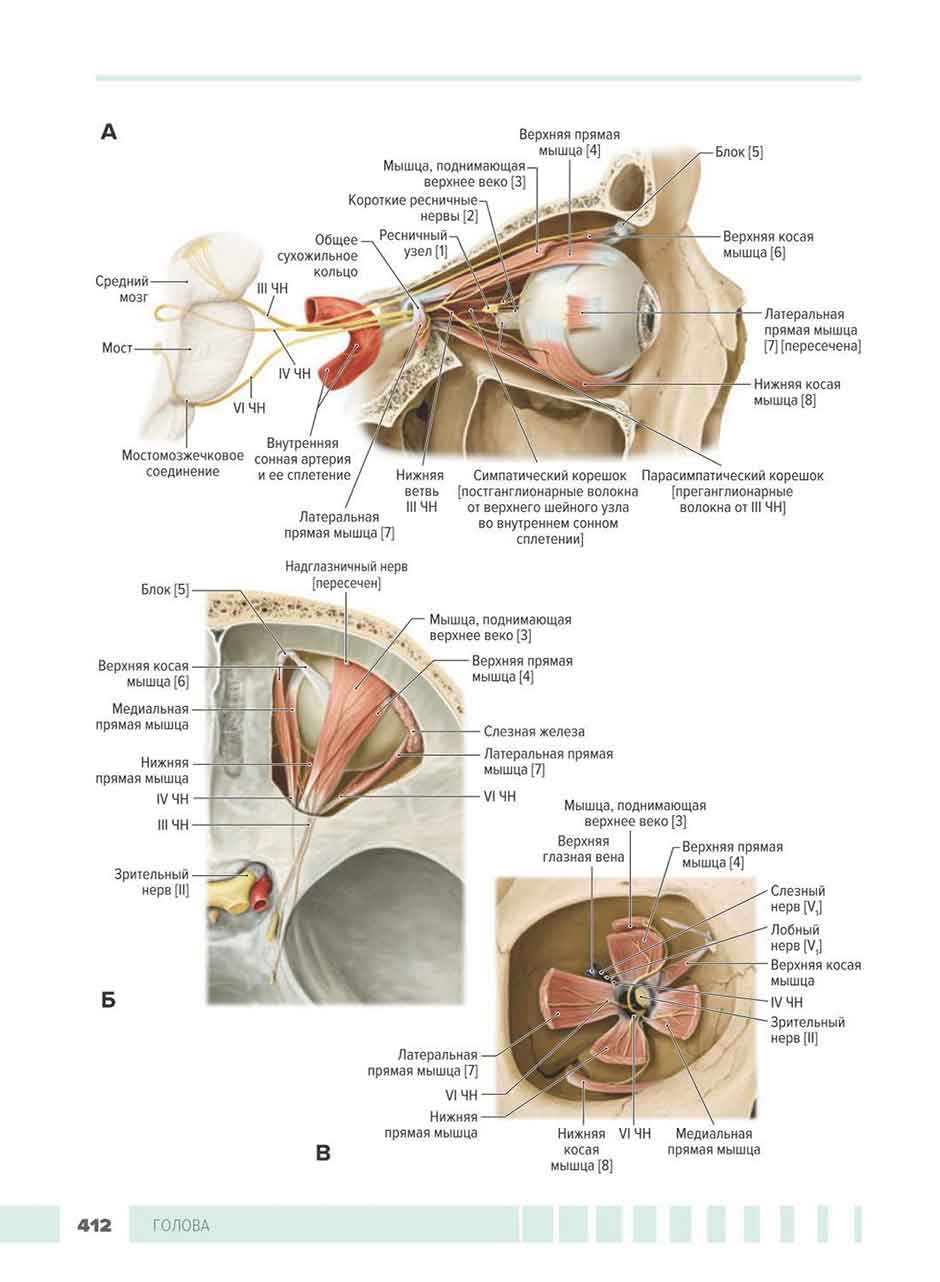 Пример страницы из книги "Атлас анатомии для стоматологов. В 2 т. Том 1: Общая анатомия. Голова" - Шунке М., Шульте Э., Шумахер У.