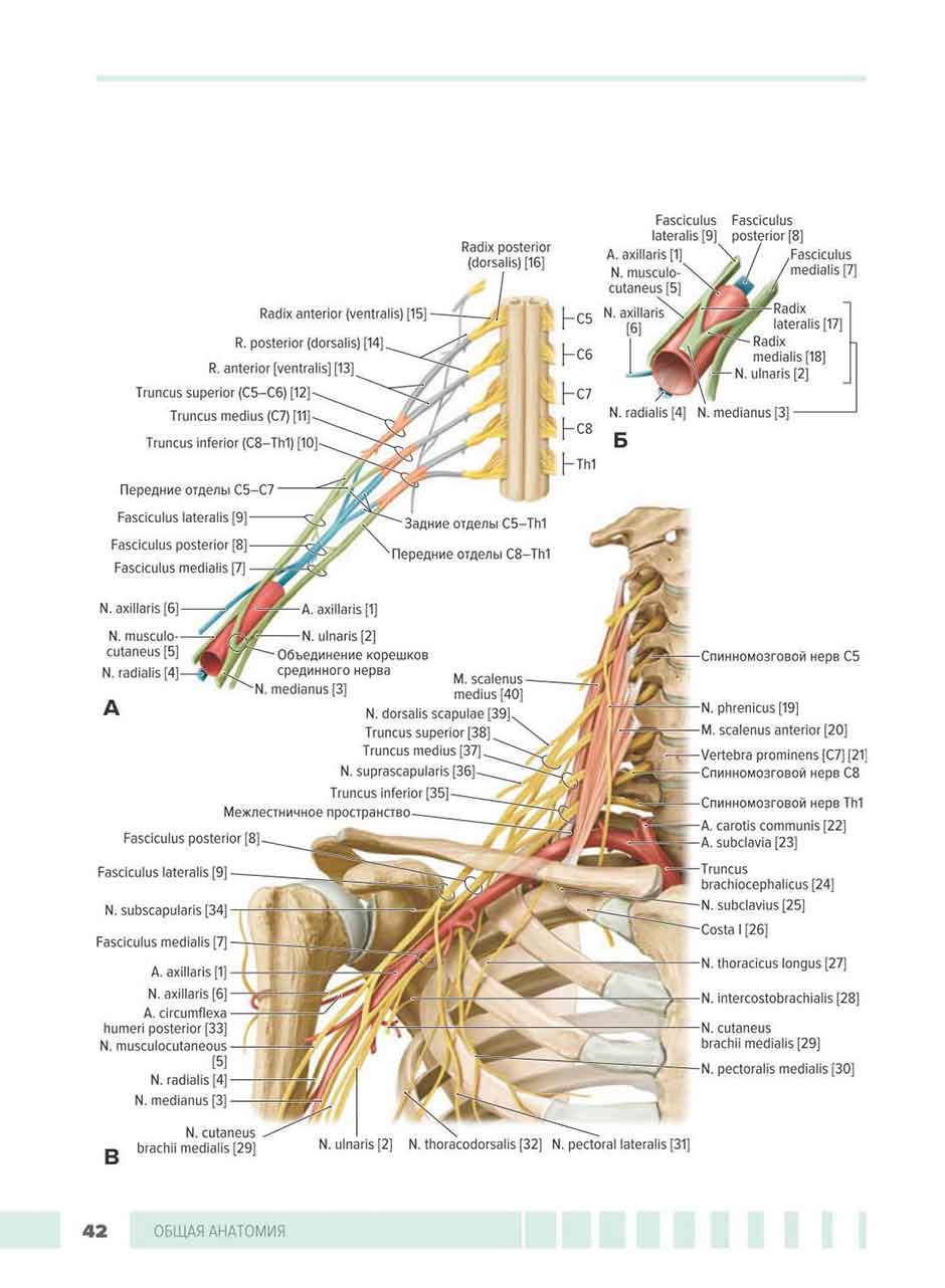 Пример страницы из книги "Атлас анатомии для стоматологов. В 2 т. Том 1: Общая анатомия. Голова" - Шунке М., Шульте Э., Шумахер У.