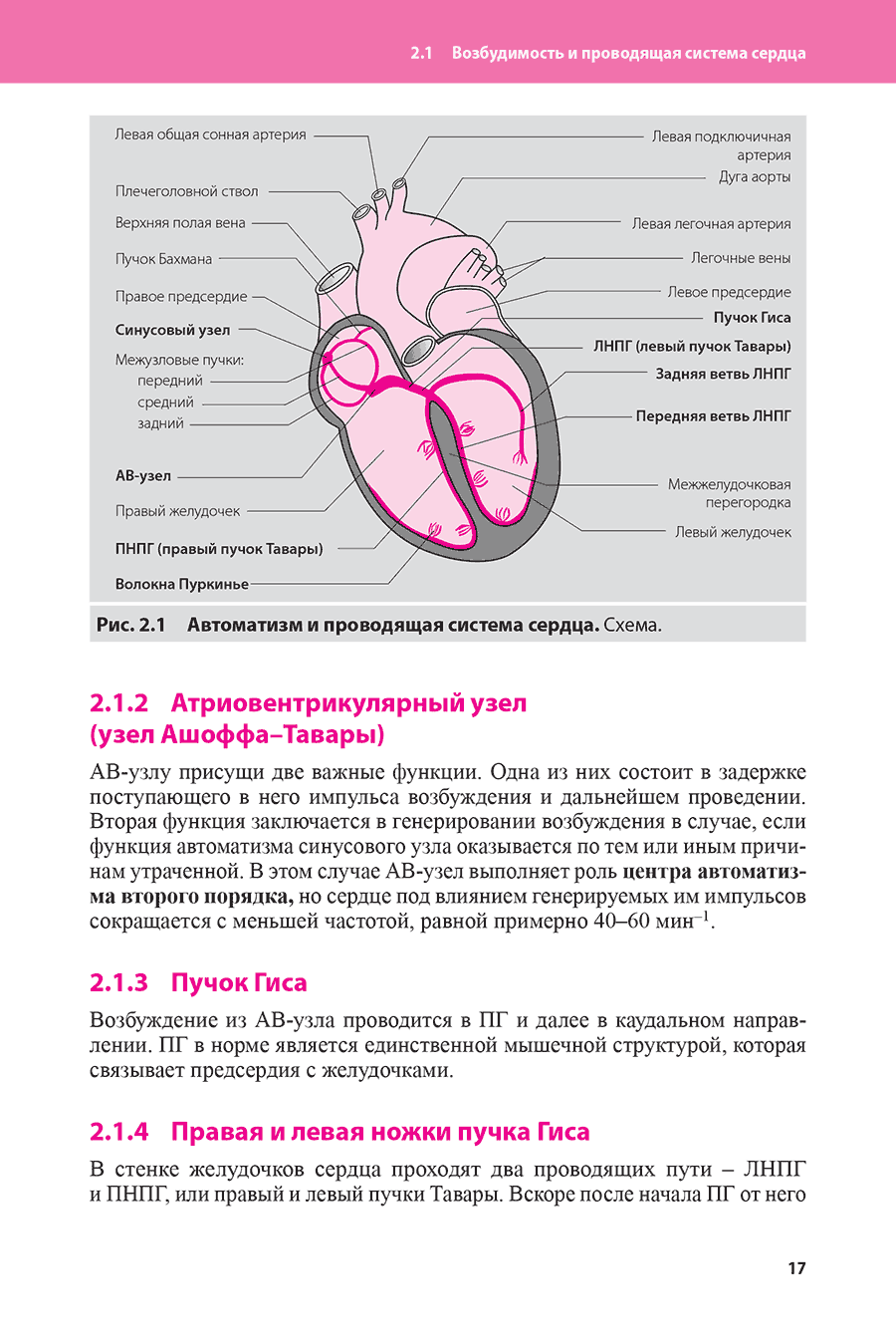 Рис. 2.1 Автоматизм и проводящая система сердца. Схема.