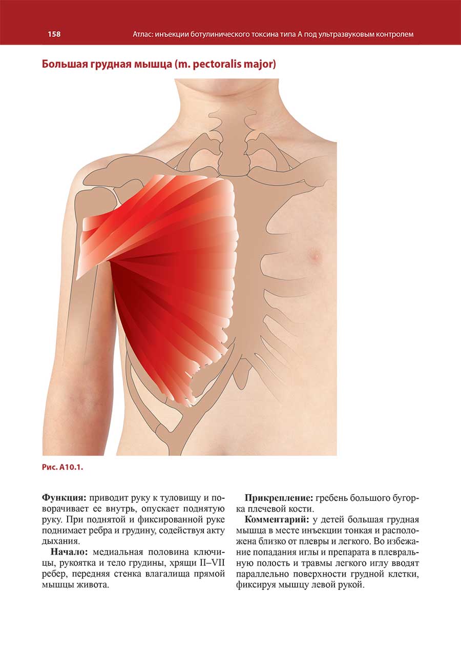 Большая грудная мышца (m. pectoralis major)