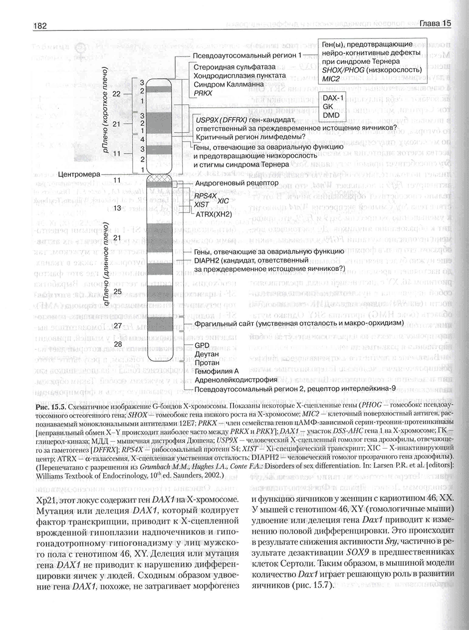 Рис. 15.5. Схематичное изображение G-бэндов Х-хромосомы.