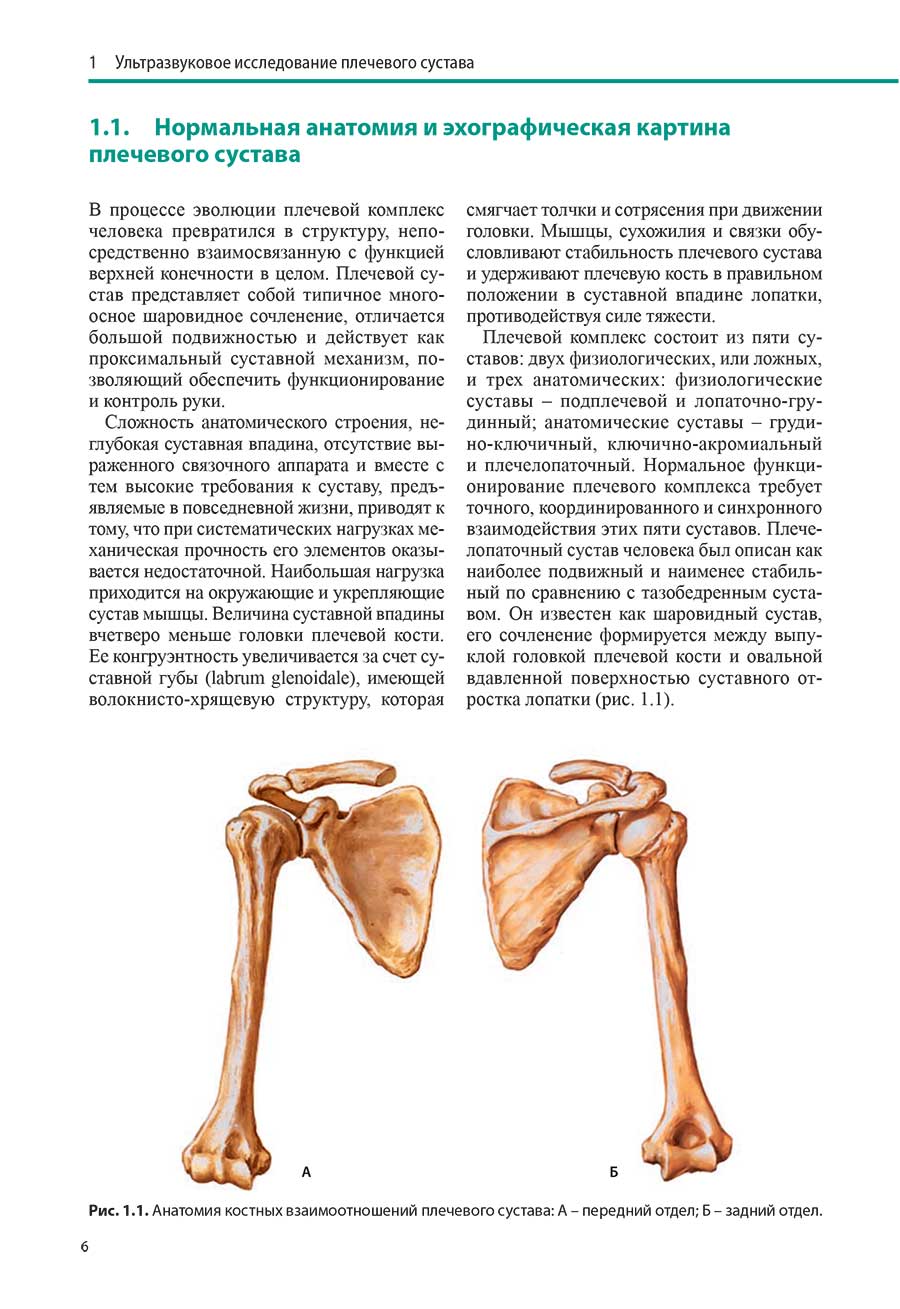 Рис. 1.1. Анатомия костных взаимоотношений плечевого сустава