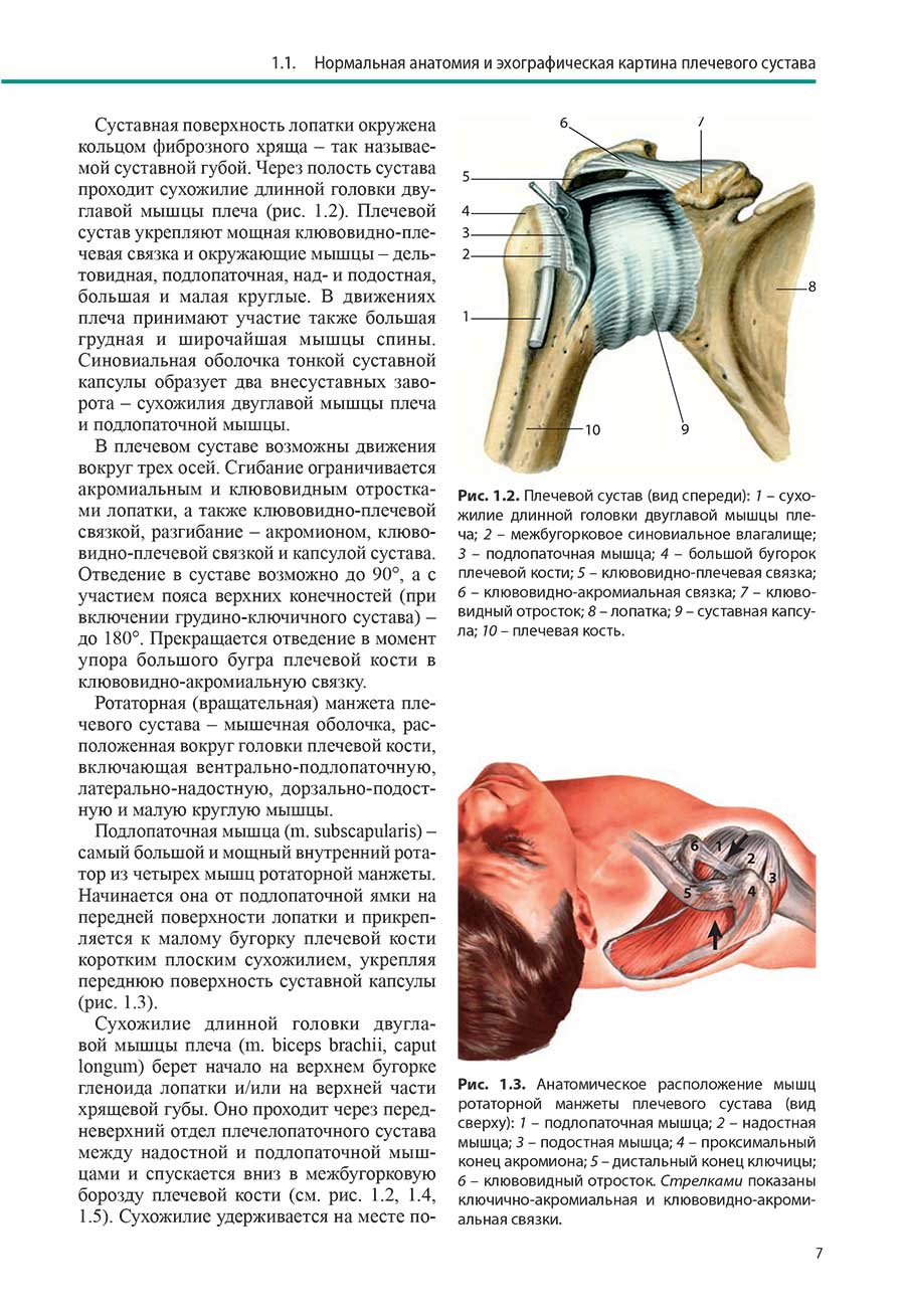 Рис. 1.3. Анатомическое расположение мышц