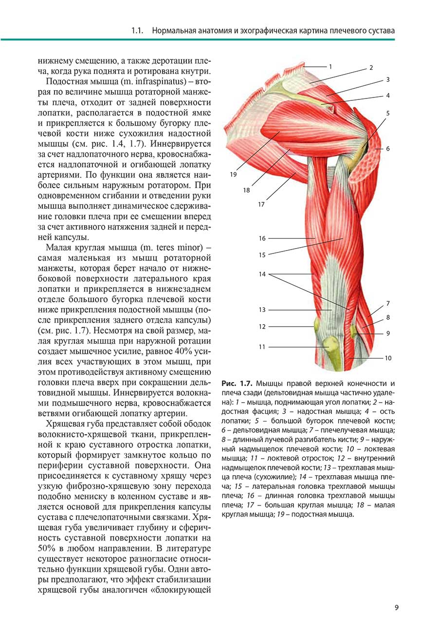 Нормальная анатомия и эхографическая картина плечевого сустава