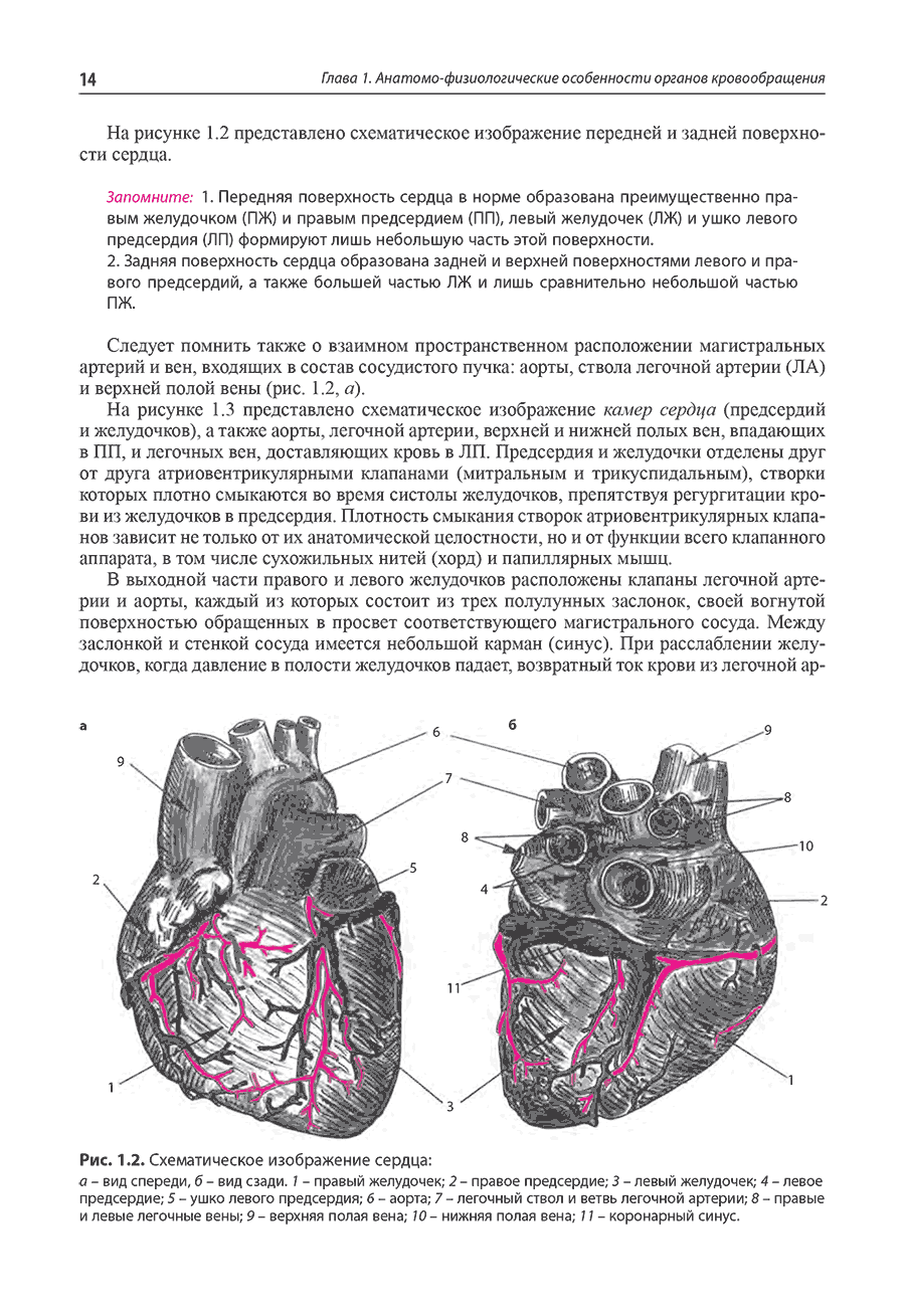 Рис. 1.2. Схематическое изображение сердца