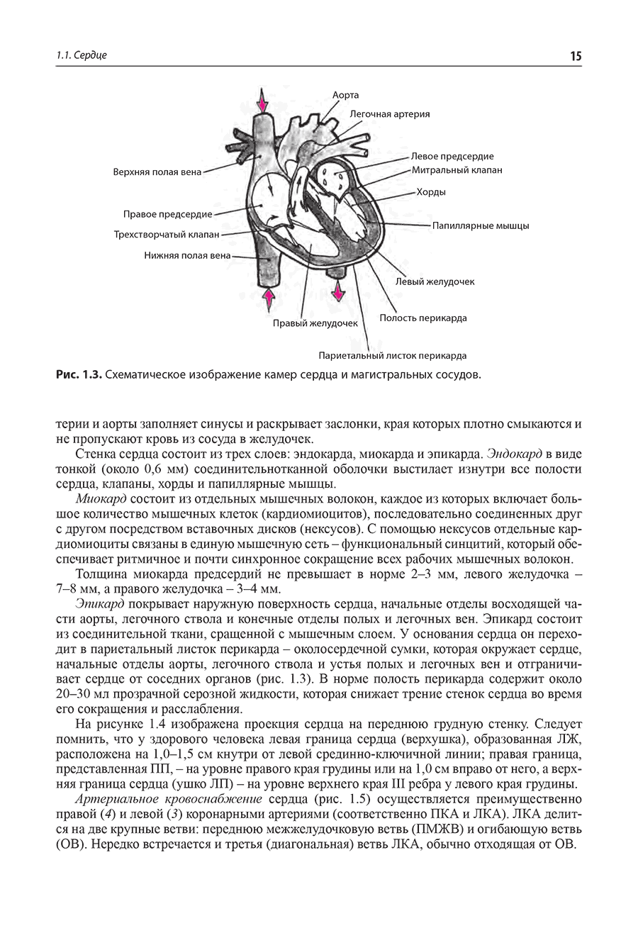 Рис. 1.3. Схематическое изображение камер сердца и магистральных сосудов.