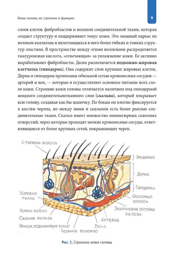 Строение кожи головы