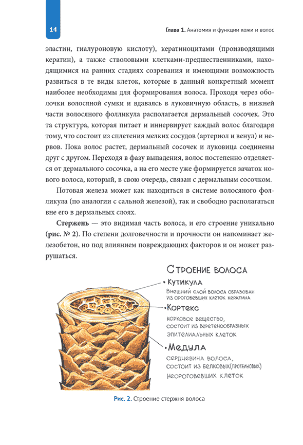 Строение стержня волос