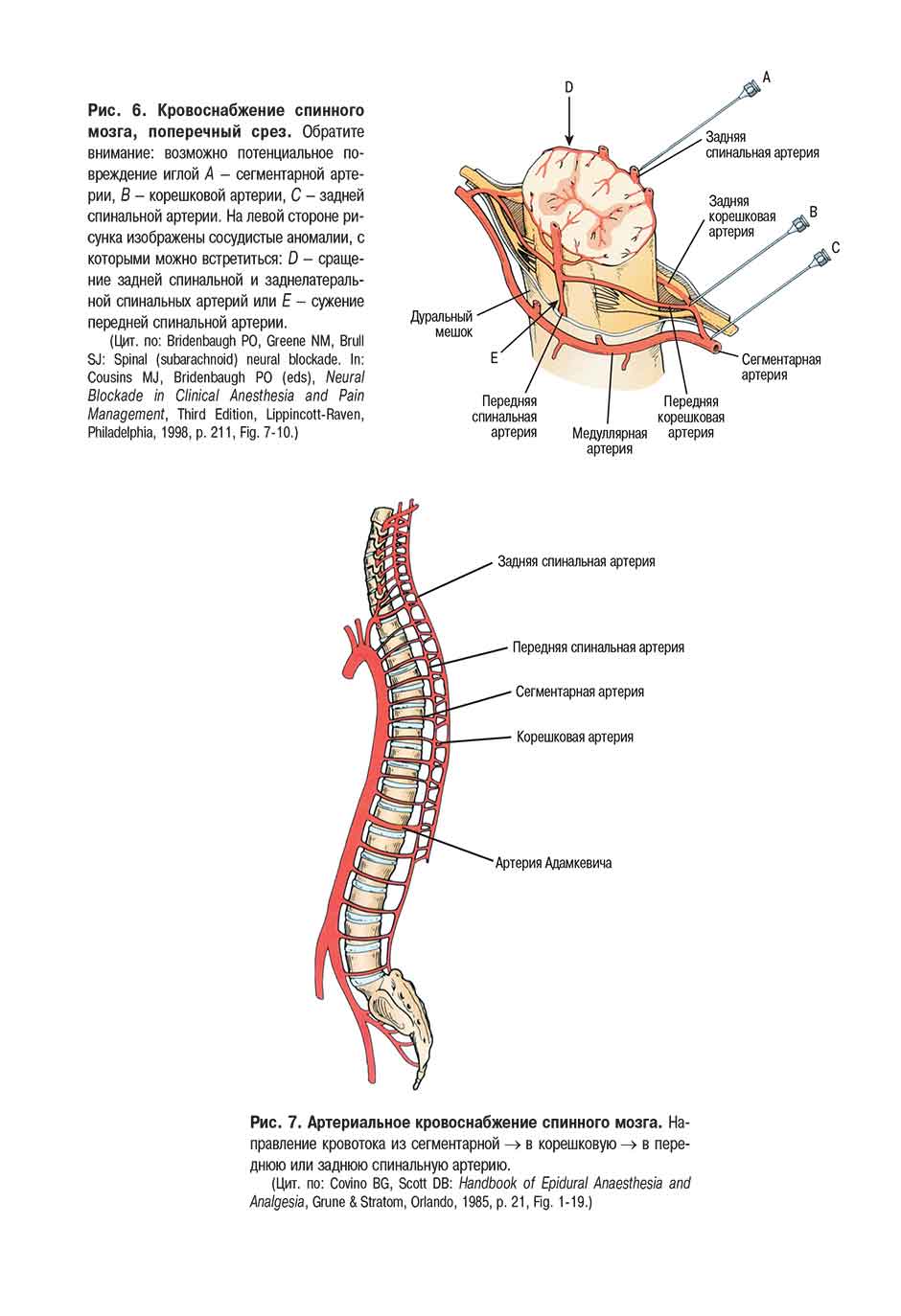Рис. 7. Артериальное кровоснабжение спинного мозга.