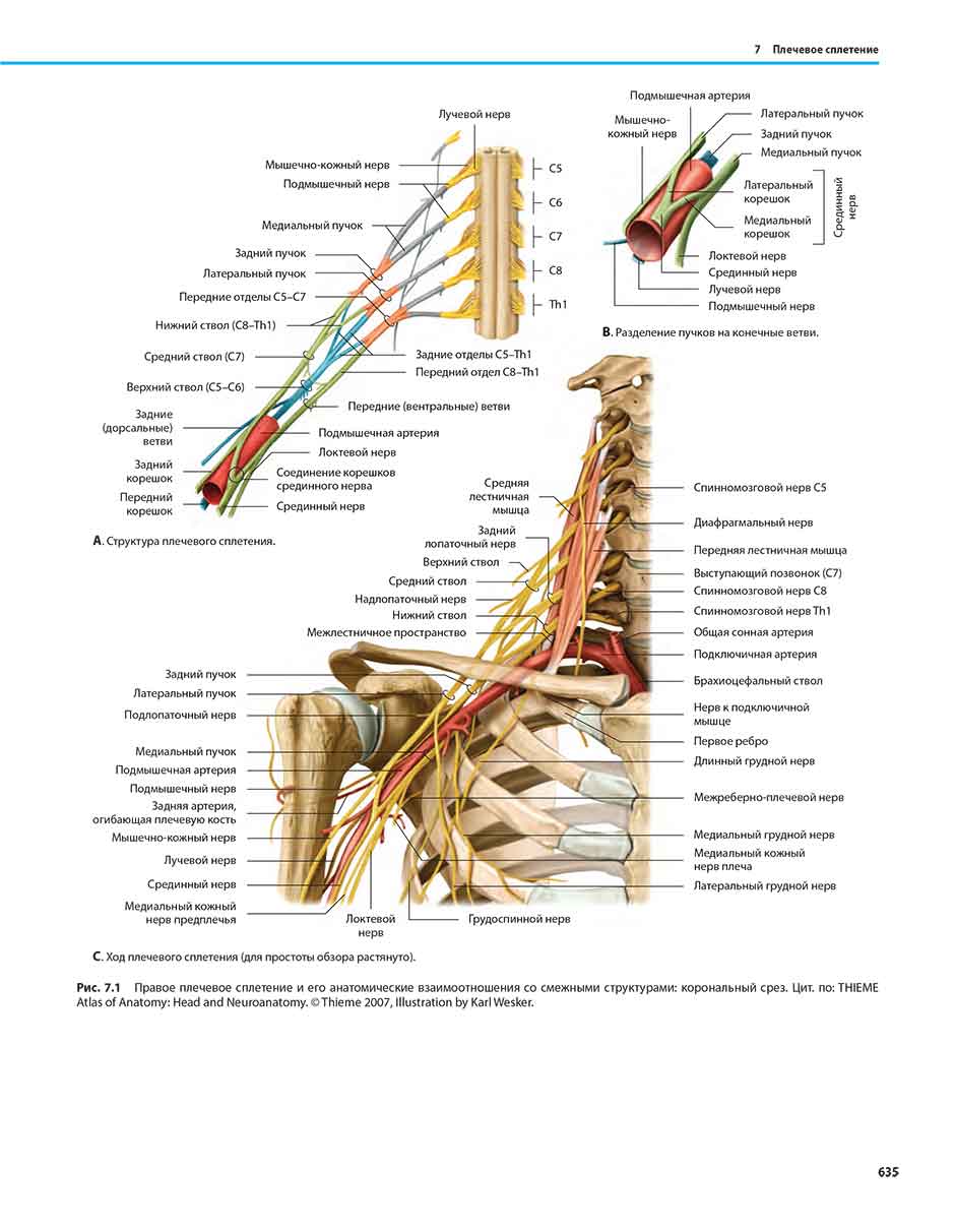 Рис. 7.1 Правое плечевое сплетение и его анатомические взаимоотношения со смежными структурами