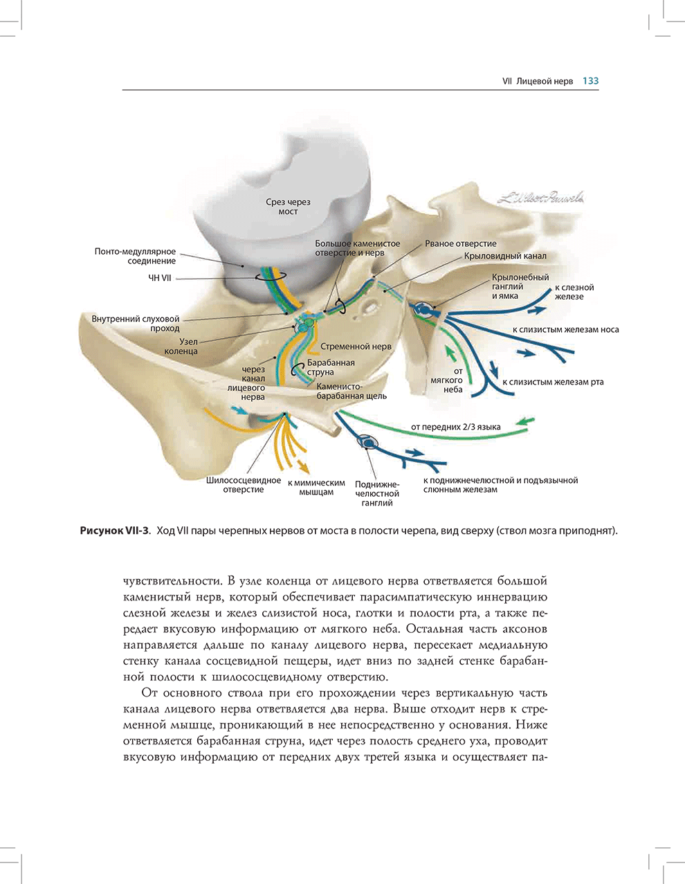 Ход VII пары черепных нервов от моста в полости черепа, вид сверху (ствол мозга приподнят).