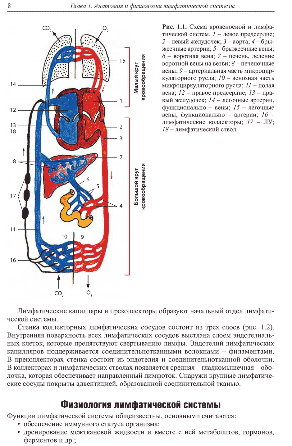 Рис. 1.1. Схема кровеносной и лимфатической систем