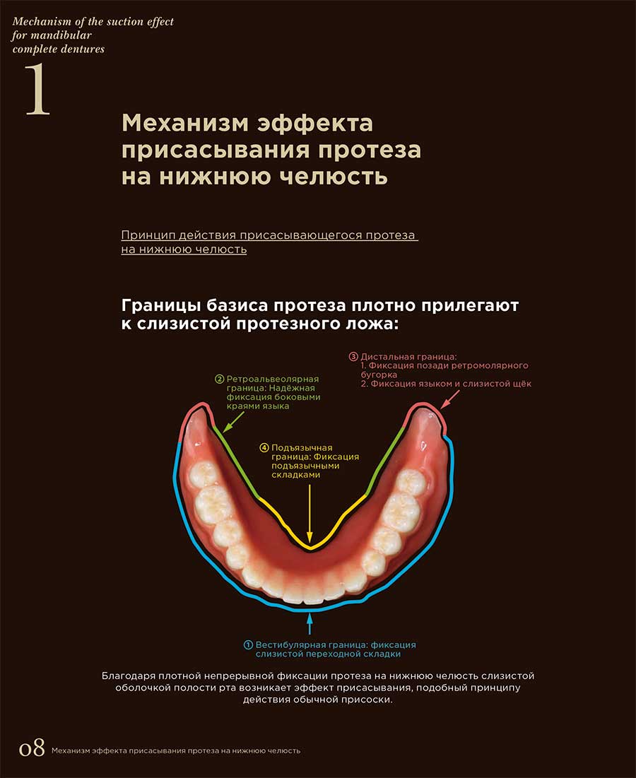 Механизм эффекта присасывания протеза на нижнюю челюсть