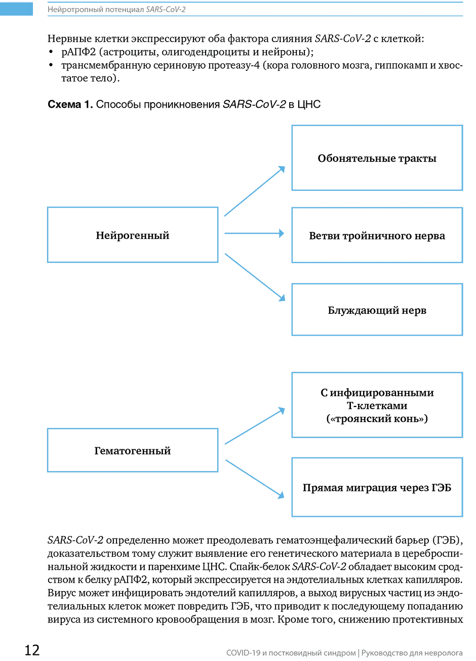 Схема 1. Способы проникновения SARS-CoV-2 в ЦНС