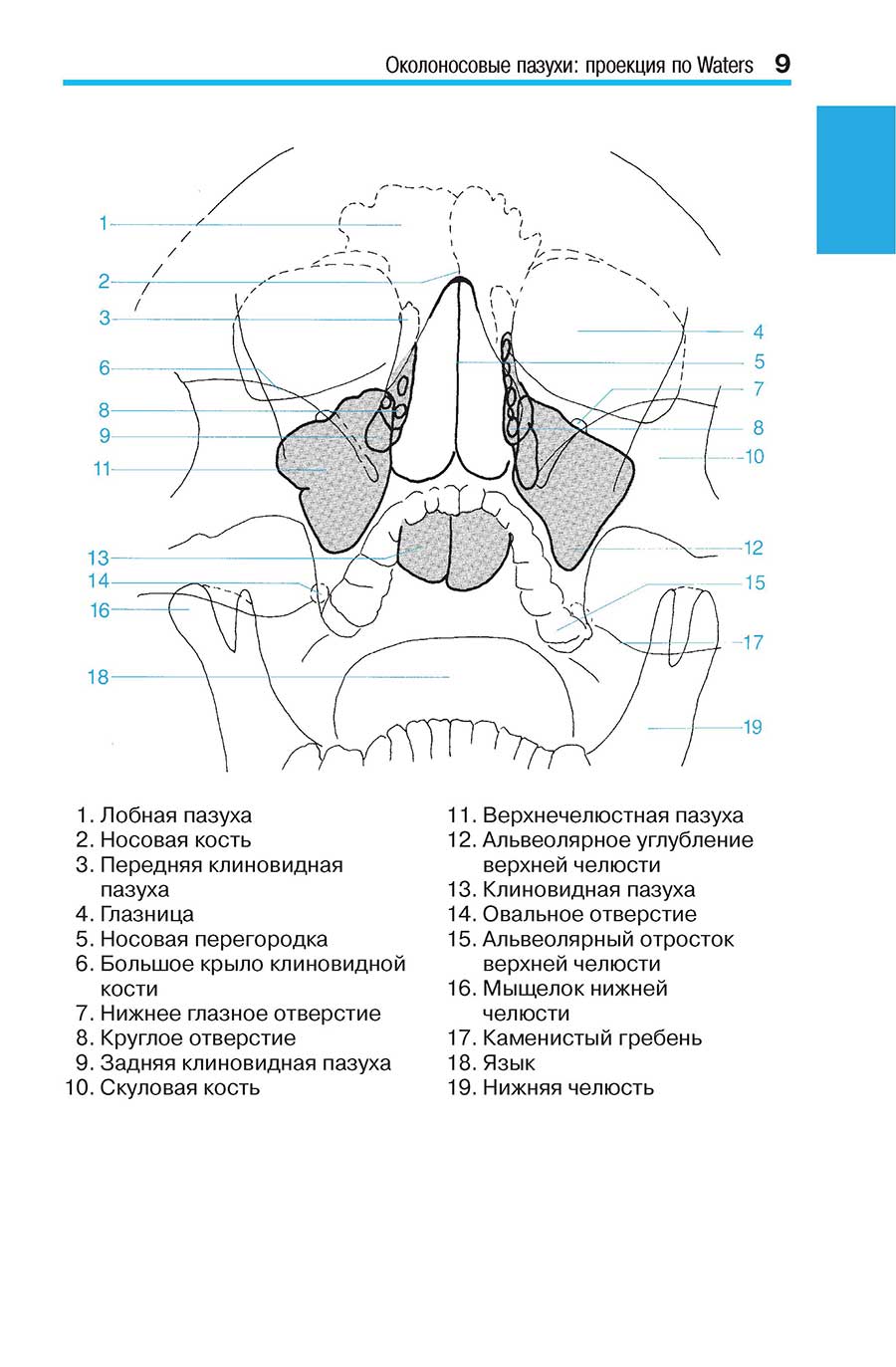 Анатомия гайморовой пазухи рентген
