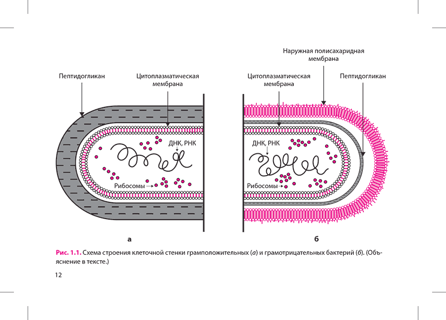 Рис. 1.1. Схема строения клеточной стенки грамположительных (а) и грамотрицательных бактерий