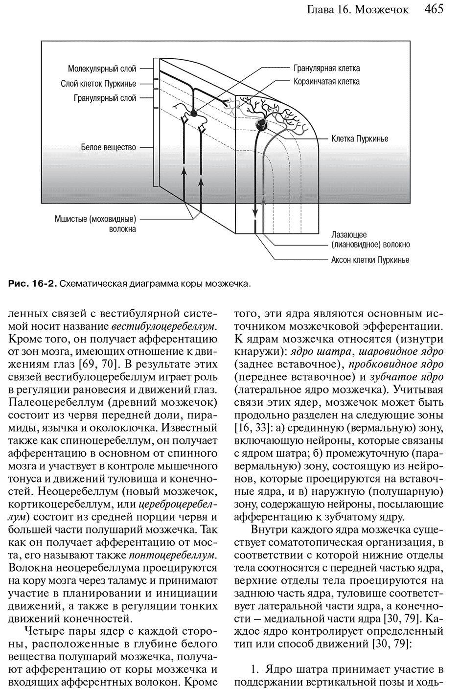 Рис. 16-2. Схематическая диаграмма коры мозжечка.