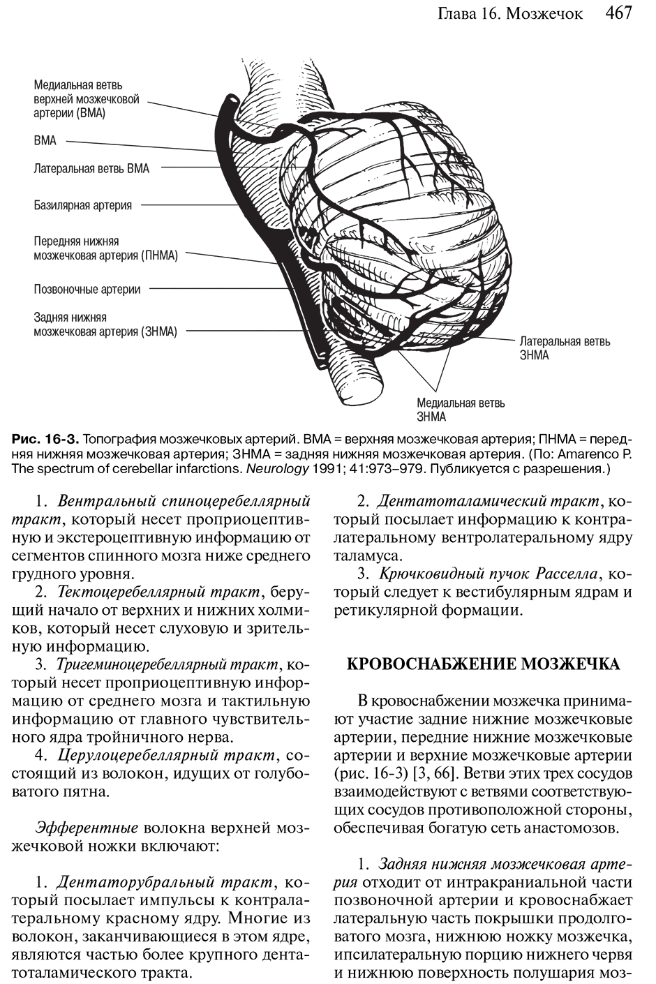 Рис. 16-3. Топография мозжечковых артерий.