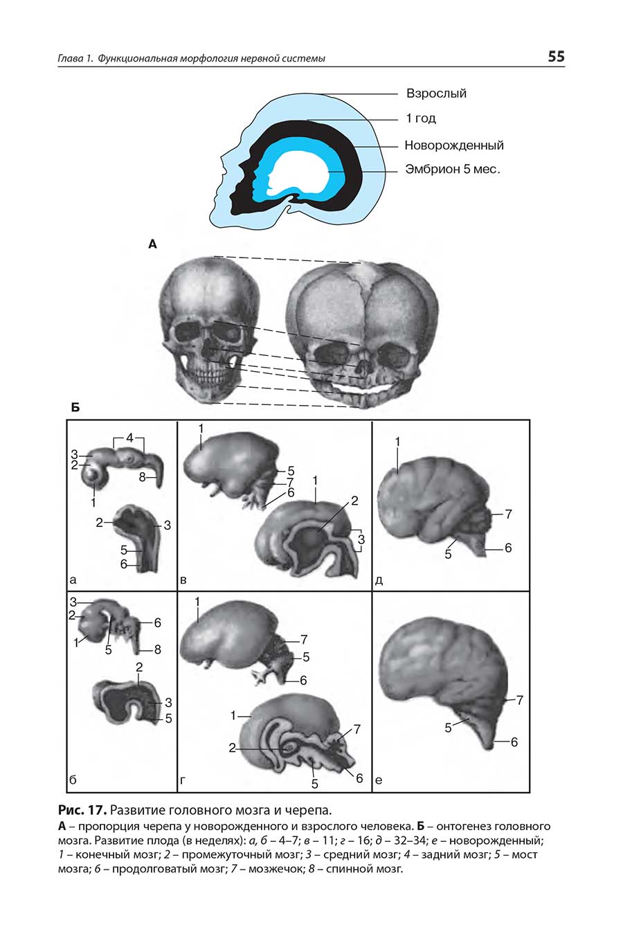Рис. 17. Развитие головного мозга и черепа.
