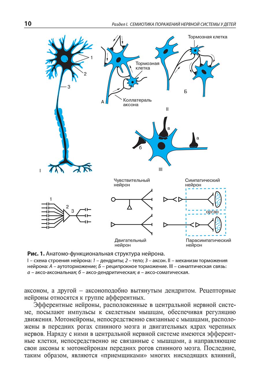 Рис. 1. Анатомо-функциональная структура нейрона