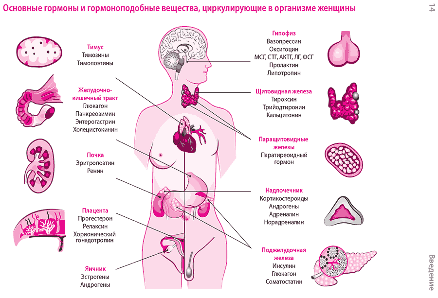Основные гормоны и гормоноподобные вещества, циркулирующие в организме женщины