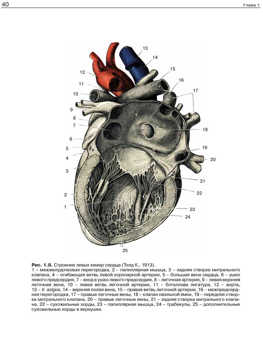  Пример страницы из книги "Эхокардиография от Рыбаковой" - М. К. Рыбакова, В. В. Митьков, Д. Г. Балдин