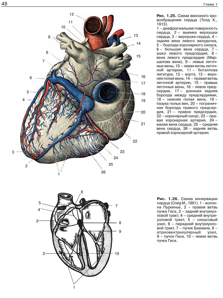 Рис. 1.25. Схема венозного кровообращения сердца 
