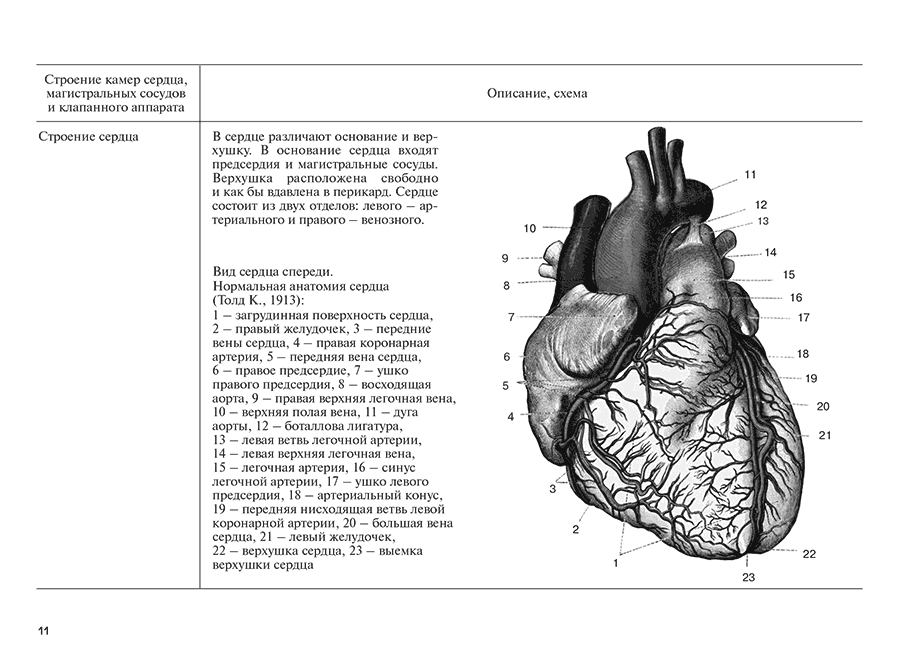 Вид сердца спереди. Нормальная анатомия сердца (Тодд К., 1913):