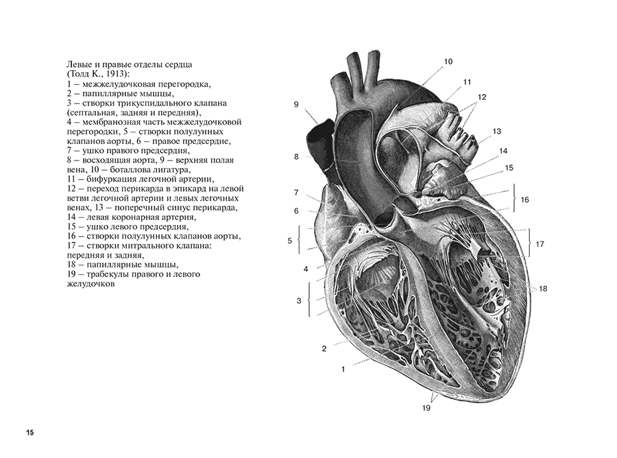 Левые и правые отделы сердца