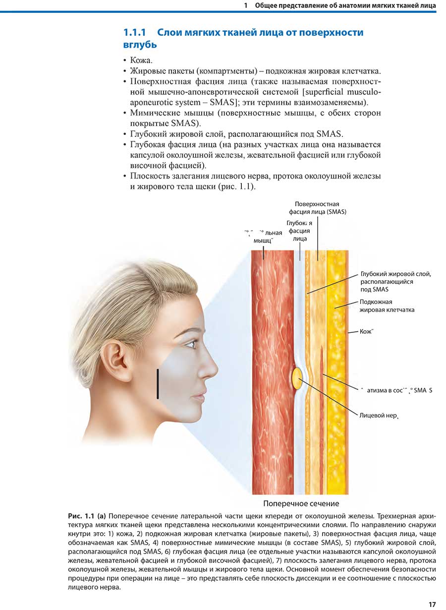 Рис. 1.1 (а) Поперечное сечение латеральной части щеки