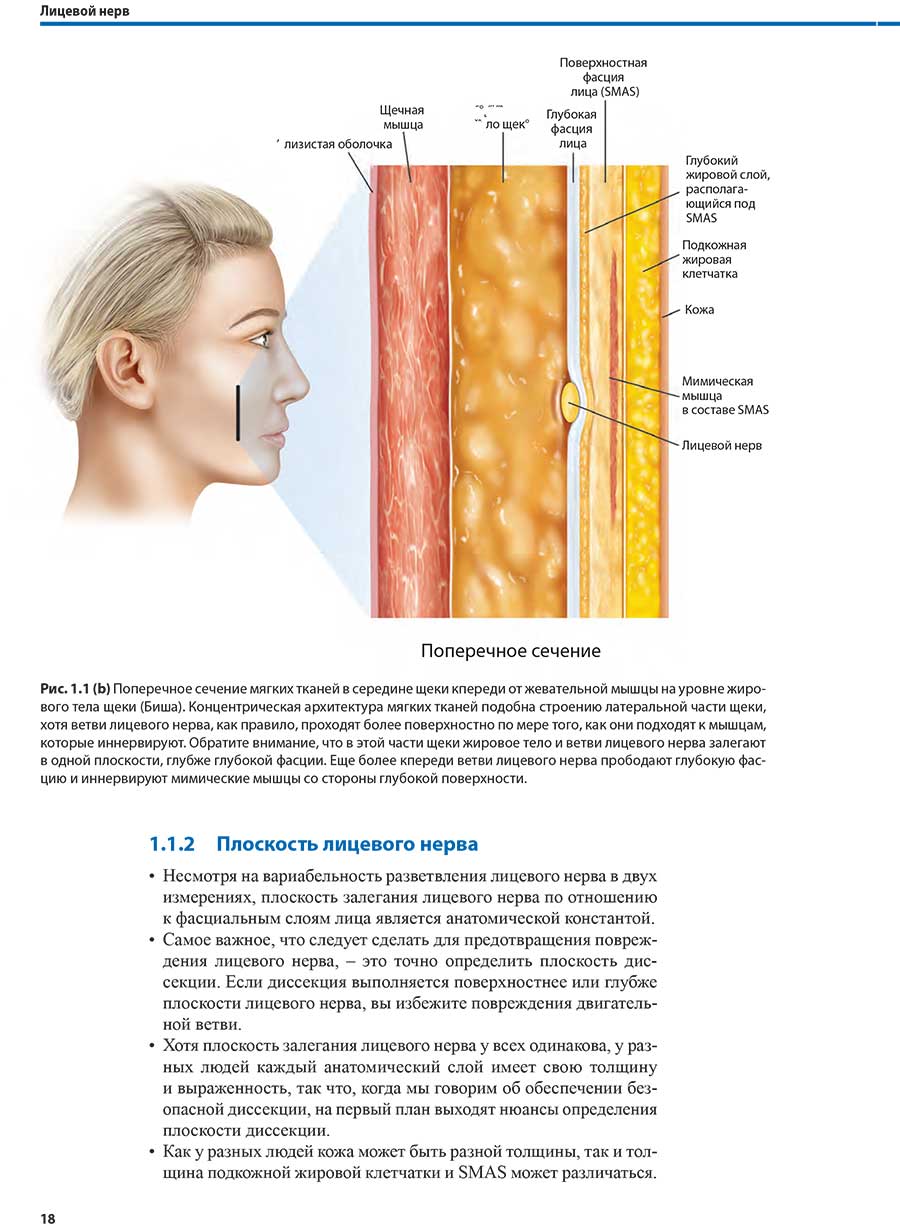 Рис. 1.1(b) Поперечное сечение мягких тканей в середине щеки